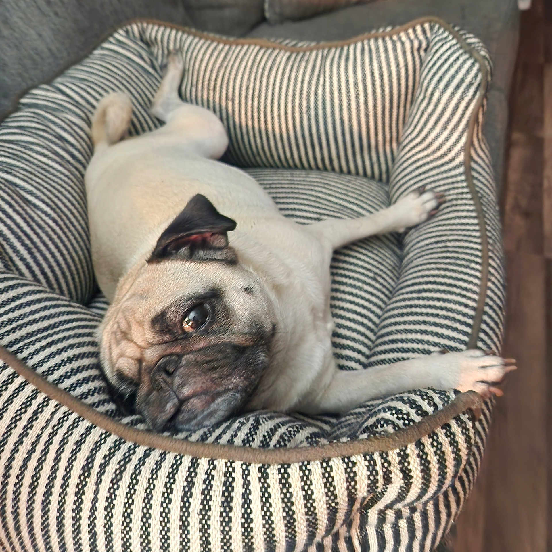 Cookie joined the competition — help win amazing prizes! animal, canine, close_up, comfort, cozy, cute, dog, domestic, floor, furry, home, indoor, laying_down, pet_bed, portrait, pug, relaxed, resting, sleepy, striped