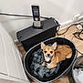 Nelson a rejoint le concours — aidez-le/la à gagner de superbes lots ! dog, pet_bed, blanket, floor, wooden_floor, cables, phone, black_device, trash_bin, papers, indoor, small_dog, tan_dog, ears, collar, office, corner, wall, relaxed, looking_at_camera