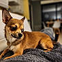 dog, small_dog, brown_dog, pet, indoor, blanket, cozy, furniture, living_room, curious, expressive_eyes, canine, animal, cute, relaxed, fluffy_blanket, domestic_animal, companion, side_view, resting
