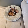 Nelson participe au concours pour gagner de l'argent avec cette photo : dog, small_dog, pet_bed, plush_toy, giraffe_toy, fluffy_bed, tiled_floor, couch, indoor, resting, cozy, cute, brown_dog, relaxed, animal, home, domestic, fur, ears, looking