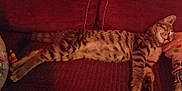 Tigrou a rejoint le concours — aidez-le/la à gagner de superbes lots ! cat, tabby, sleeping, couch, pillow, indoor, pet, feline, striped, cozy, resting, relaxed, animal, fur, whiskers, domestic, home, comfort, cute, nap