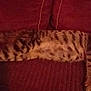 cat, tabby, sleeping, couch, pillow, indoor, pet, feline, striped, cozy, resting, relaxed, animal, fur, whiskers, domestic, home, comfort, cute, nap
