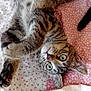 animal, bed, cat, cute, domestic, fabric, fur, indoor, kitten, lying_down, pattern, paws, pet, pink, playful, quilt, resting, tabby, whiskers, white