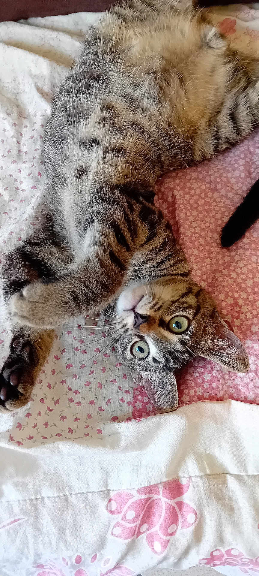 Tigrou
