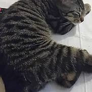Tigrou participe au concours pour gagner de l'argent avec cette photo : cat, tabby, sleeping, feline, pet, striped_fur, curled_up, white_surface, indoor, resting, whiskers, ears, tail, remote_control, quiet, domestic_animal, cozy, relaxing, close_up, fur_texture