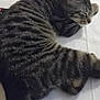 cat, tabby, sleeping, feline, pet, striped_fur, curled_up, white_surface, indoor, resting, whiskers, ears, tail, remote_control, quiet, domestic_animal, cozy, relaxing, close_up, fur_texture