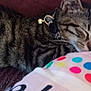 Tigrou participe au concours pour gagner de l'argent avec cette photo : cat, tabby, sleeping, fur, collar, pillow, polka_dots, colorful, cozy, resting, cute, pet, domestic_animal, close_up, indoor, relaxed, whiskers, striped, soft, nap