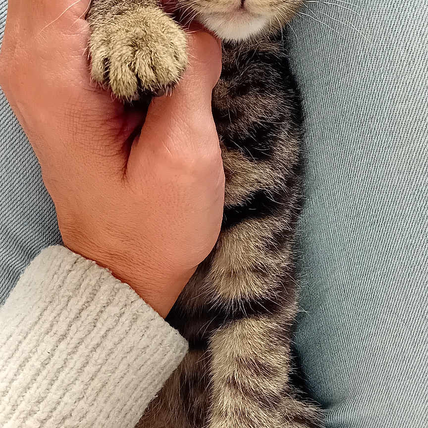 Tigrou participe au concours pour gagner de l'argent avec cette photo : cat, claw, close_up, comfort, cute, domestic_animal, feline, friendship, fur, hand, indoor, jeans, kitten, paw, pet, soft, sweater, tabby, togetherness, whiskers