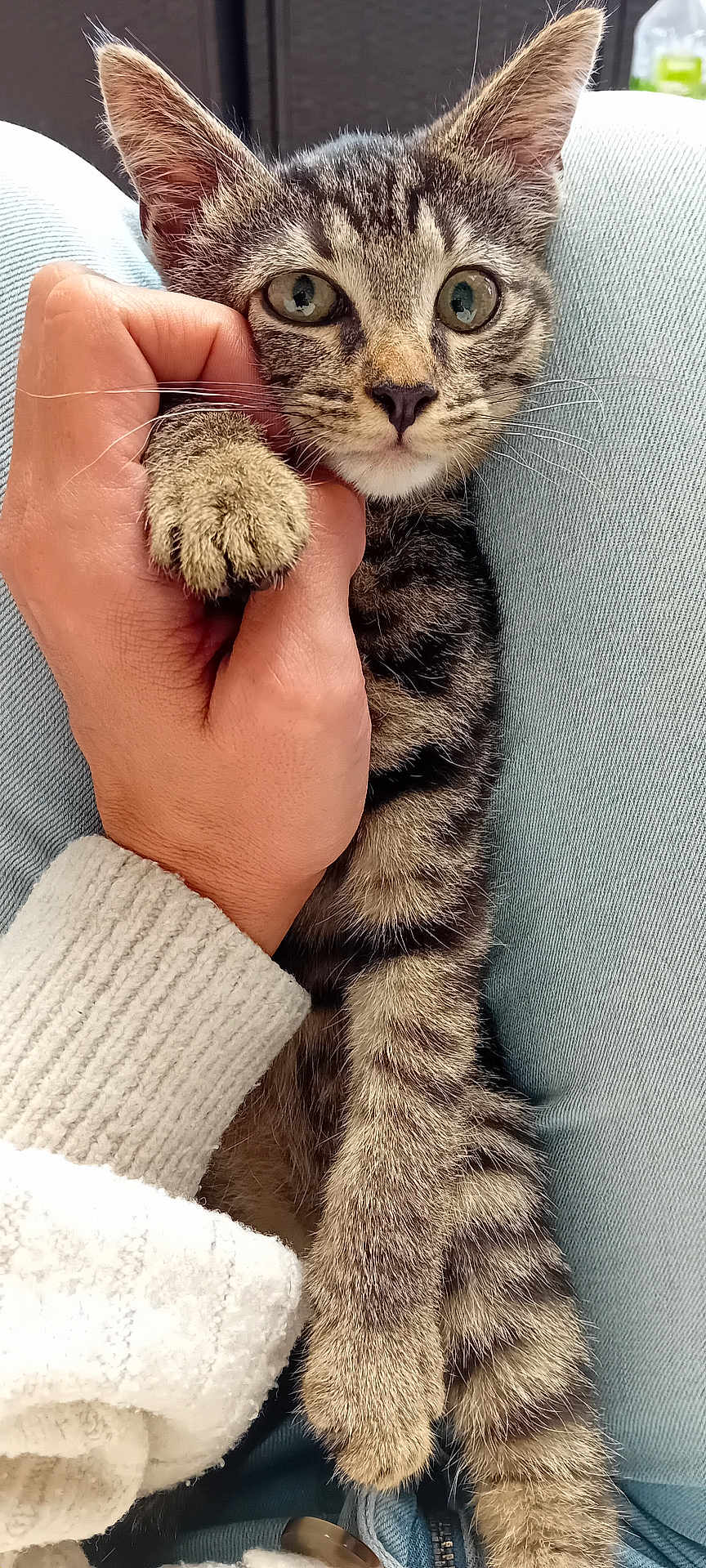 Tigrou