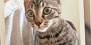 Tigrou participe au concours pour gagner de l'argent avec cette photo : animal, cat, clipped_photo, close_up, cozy, curious, feline, grey_sweatshirt, indoor, kitten, nostalgic, person, pet, portrait, shoulder, striped, tabby, whiskers, wide_eyes, young_cat