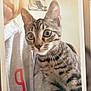 animal, cat, clipped_photo, close_up, cozy, curious, feline, grey_sweatshirt, indoor, kitten, nostalgic, person, pet, portrait, shoulder, striped, tabby, whiskers, wide_eyes, young_cat