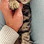 Tigrou participe au concours pour gagner de l'argent avec cette photo : kitten, cat, paw, hand, fingers, close_up, tabby, fur, eyes, sweater, denim, texture, pet, cute, animal, domestic, comfort, indoor, holding, intimate