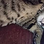 cat, tabby, sleeping, resting, feline, pet, cozy, indoor, fur, striped, paw, closeup, cute, animal, domestic, soft, relaxation, pillow, text, pattern