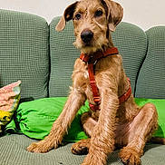 Apollo a rejoint le concours — aidez-le/la à gagner de superbes lots ! dog, pet, canine, sitting, indoor, couch, green_couch, harness, brown_dog, fur, paw, ears, snout, nose, alert, domestic_animal, household, furniture, cushion, relaxed