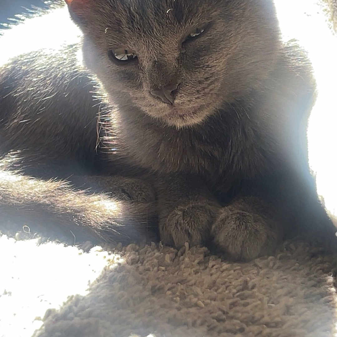 Knives joined the competition — help win amazing prizes! animal, carpet, cat, closeup, cozy, cute, daylight, ears, feline, fur, gray_cat, indoor, mammal, pet, relaxed, resting, shadow, soft, sunlight, whiskers