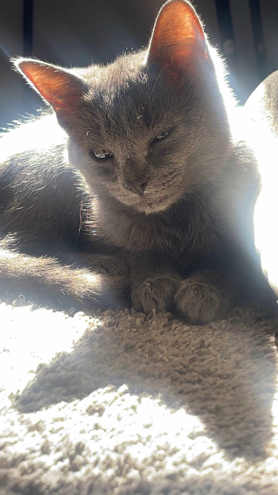 Knives joined the competition — help win amazing prizes! cat, gray_cat, pet, animal, sunlight, carpet, indoor, feline, relaxed, fur, ears, whiskers, closeup, shadow, daylight, cute, mammal, resting, cozy, soft
