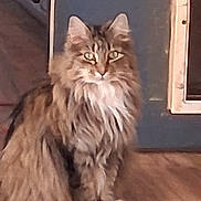 Kloe is registered to the contest to win money with this photo: animal, blue_wall, brown_fur, cat, doorway, feline, fluffy, green_eyes, indoors, long_hair, pet, pointed_ears, portrait, sitting, tabby, whiskers, white_chest, white_paws, window, wooden_floor
