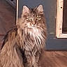 animal, blue_wall, brown_fur, cat, doorway, feline, fluffy, green_eyes, indoors, long_hair, pet, pointed_ears, portrait, sitting, tabby, whiskers, white_chest, white_paws, window, wooden_floor