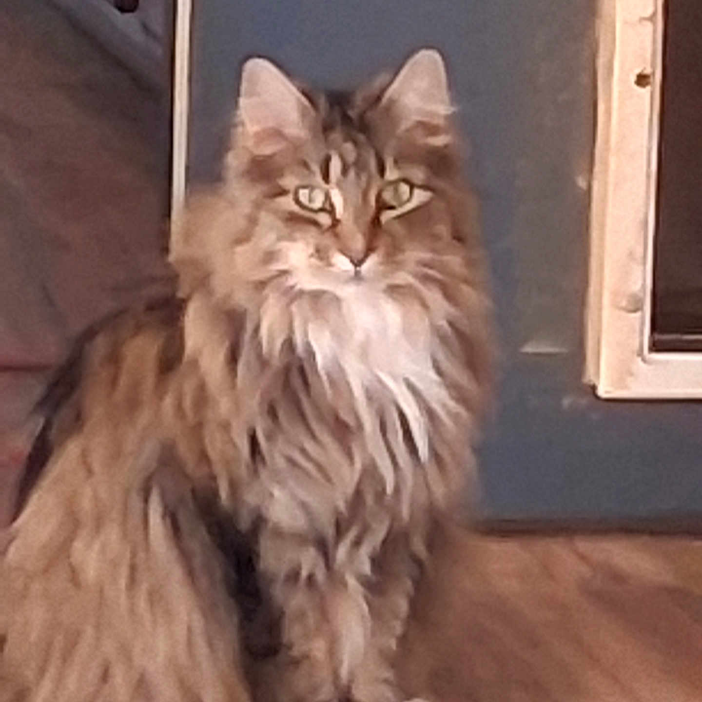 Kloe