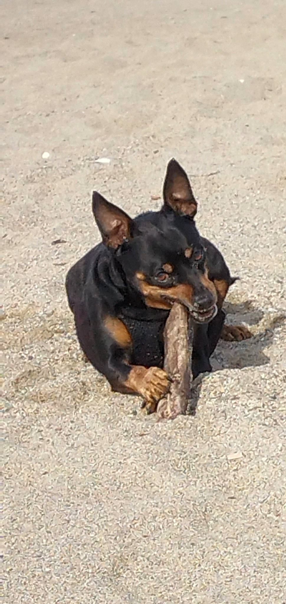 Pirate a rejoint le concours — aidez-le/la à gagner de superbes lots ! canidae, carnivore, companion_dog, corgi_chihuahua, dog, dog_breed, fawn, hunting_dog, paw, prazsky_krysarik, sporting_group, terrestrial_animal, toy_dog, working_animal, working_dog