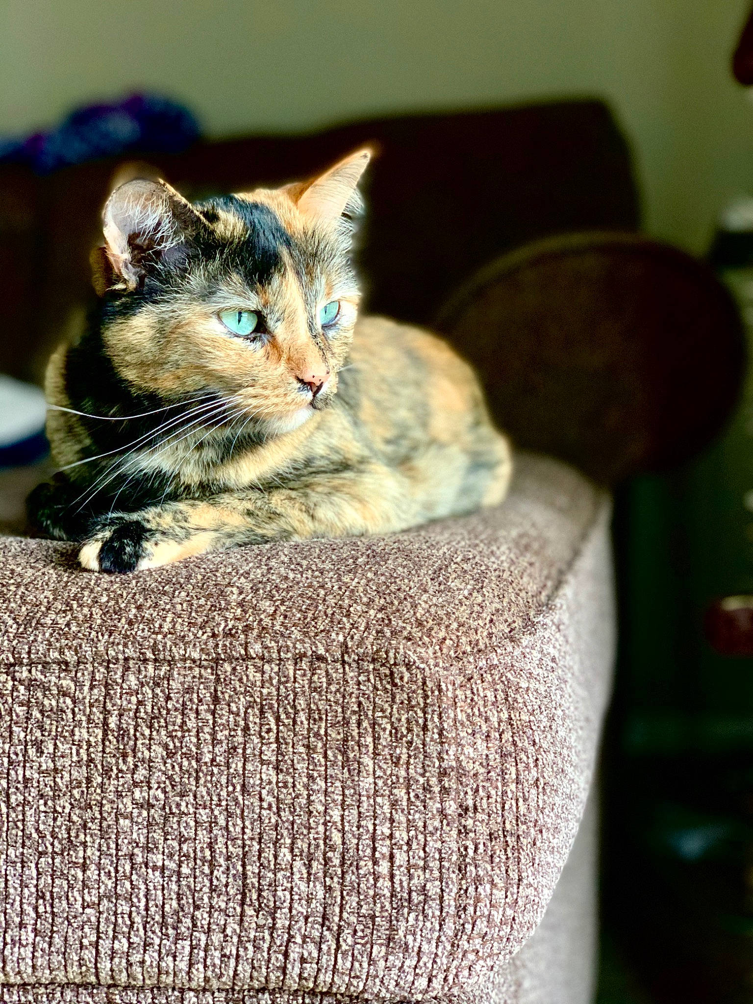 Dinah is registered to the contest to win money with this photo: aegean_cat, asian, carnivore, cat, chausie, domestic_short_haired_cat, dragon_li, ear, european_shorthair, fawn, felidae, fur, german_rex, kitten, mammal, ojos_azules, sitting, small_to_medium_sized_cats, tabby_cat, whiskers