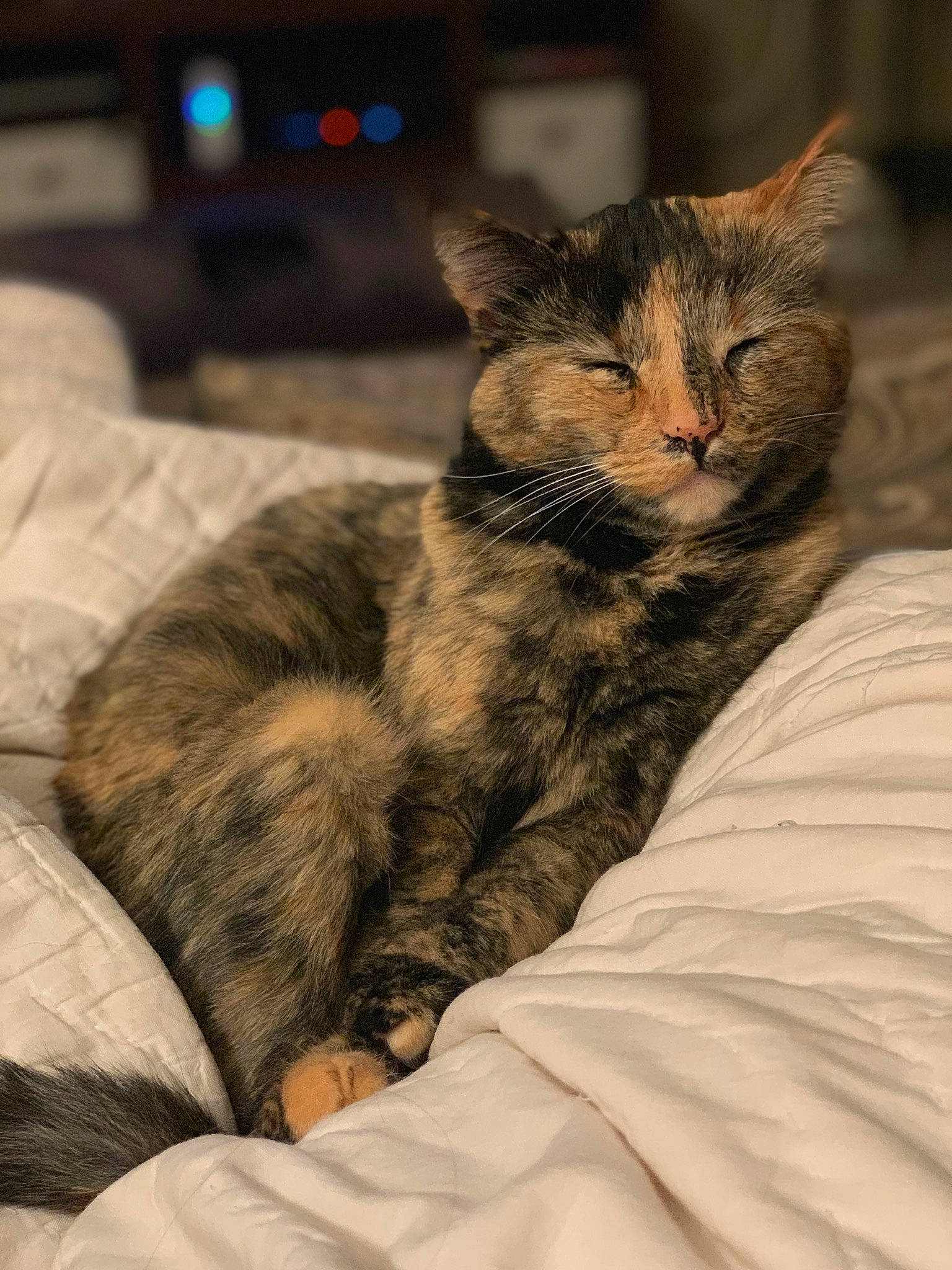 Dinah is registered to the contest to win money with this photo: american_bobtail, american_shorthair, asian, carnivore, cat, domestic_short_haired_cat, dragon_li, ear, european_shorthair, eye, felidae, fur, kitten, norwegian_forest_cat, nose, pixie_bob, sitting, small_to_medium_sized_cats, tabby_cat, whiskers