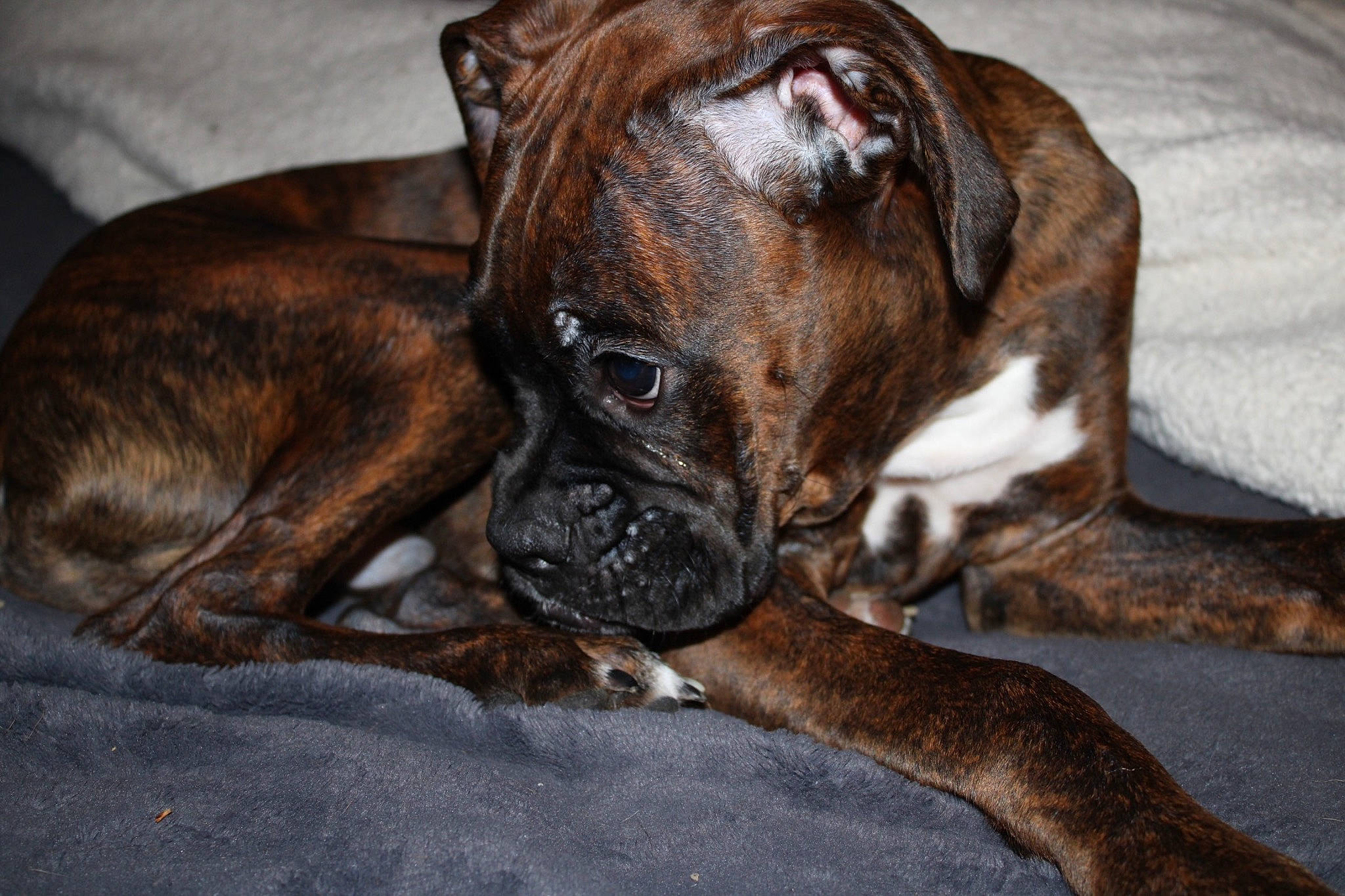 Spade joined the competition — help win amazing prizes! biting, bored, boxer, canidae, carnivore, comfort, companion_dog, dog, dog_breed, ear, fawn, liver, non_sporting_group, snout, sporting_group, terrestrial_animal, whiskers, working_animal, working_dog, wrinkle