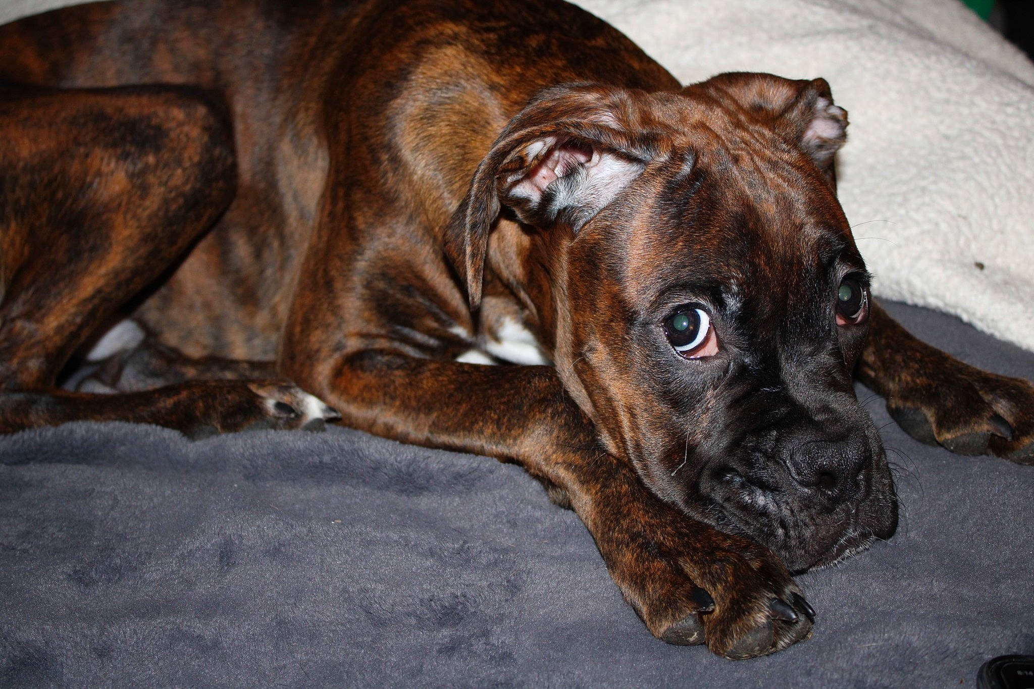 Spade joined the competition — help win amazing prizes! bored, boxer, canidae, carnivore, collar, companion_dog, dog, dog_breed, dog_collar, ear, fawn, guard_dog, liver, snout, sporting_group, terrestrial_animal, whiskers, working_animal, working_dog, wrinkle