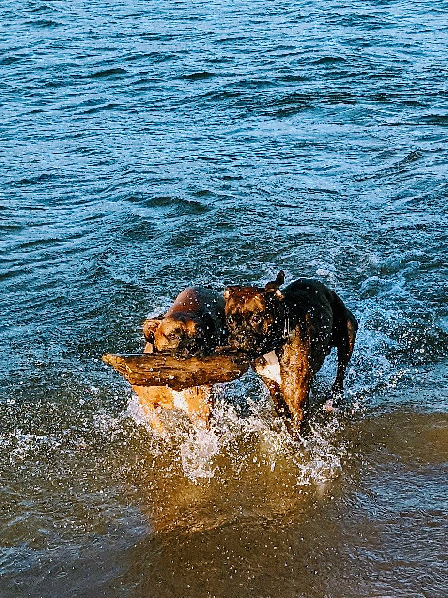 Spade joined the competition — help win amazing prizes! canidae, carnivore, dog, dog_breed, fawn, fun, guard_dog, lake, liquid, ocean, recreation, snout, sporting_group, surface_water_sports, water, wave, wildlife, wind_wave, working_animal, working_dog