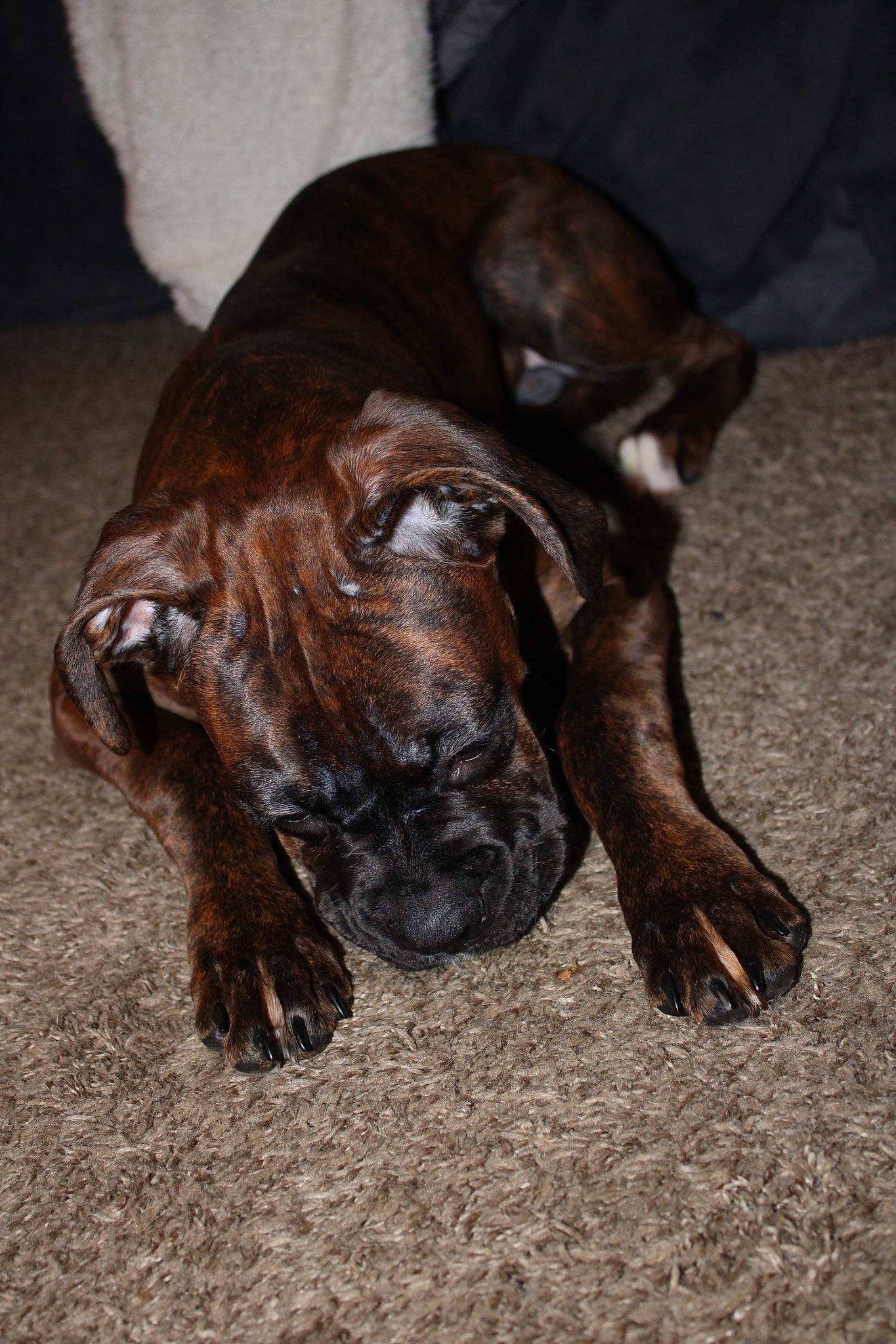 Spade joined the competition — help win amazing prizes! canidae, carnivore, claw, collar, companion_dog, dog, dog_breed, dog_collar, ear, fawn, fur, liver, snout, sporting_group, tail, terrestrial_animal, whiskers, wildlife, working_animal, wrinkle