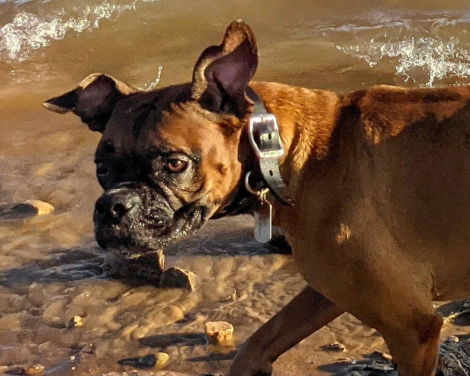 Ace is registered to the contest to win money with this photo: ancient_dog_breeds, beach, bulldog, canidae, carnivore, companion_dog, dog, dog_breed, fawn, non_sporting_group, snout, sporting_group, terrestrial_animal, water, wildlife, working_animal, working_dog, wrinkle