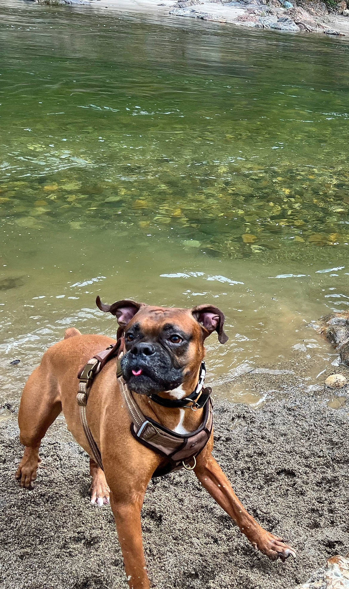 Ace is registered to the contest to win money with this photo: boxer, canidae, carnivore, collar, companion_dog, dog, dog_breed, dog_collar, dog_supply, fawn, grass, lake, leash, pet_supply, plant, sporting_group, tail, terrestrial_animal, water, working_animal