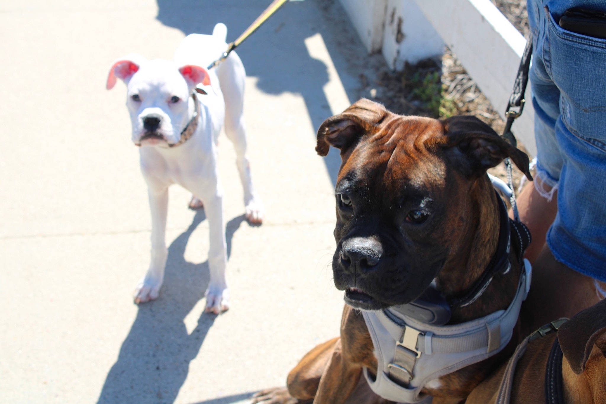 Sissy joined the competition — help win amazing prizes! canidae, carnivore, collar, companion_dog, dog, dog_breed, dog_collar, dog_supply, fashion_accessory, fawn, fur, leash, mammal, non_sporting_group, pet_supply, snout, sporting_group, working_animal, working_dog, wrinkle