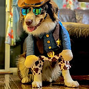 Kiro joined the competition — help win amazing prizes! dog, costume, cowboy, hat, sunglasses, indoor, wooden_floor, living_room, pet, animal, playful, cute, brown, white, fur, reflection, badge, clothing, home, smiling