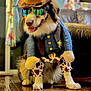 dog, costume, cowboy, hat, sunglasses, indoor, wooden_floor, living_room, pet, animal, playful, cute, brown, white, fur, reflection, badge, clothing, home, smiling