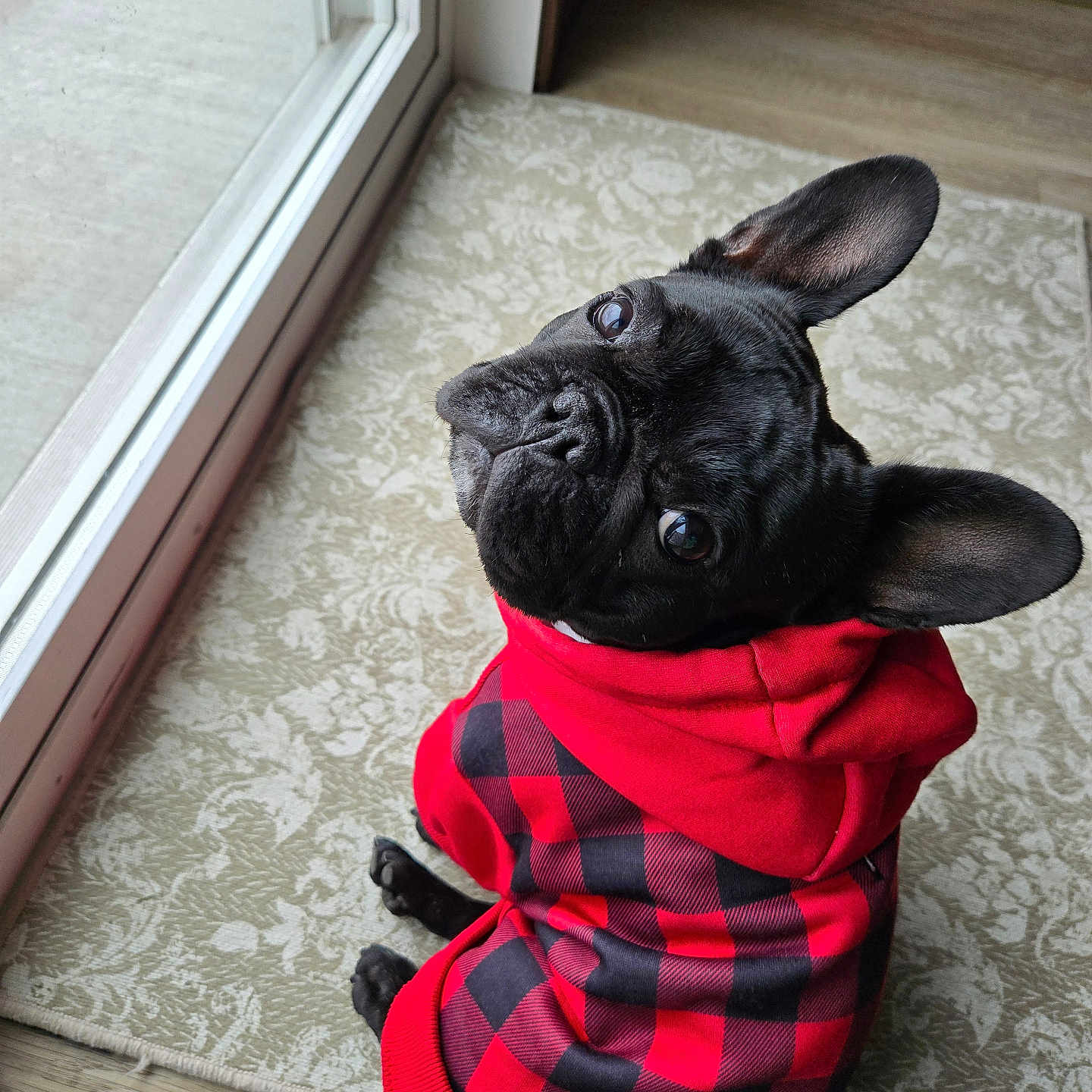 Phoebe joined the competition — help win amazing prizes! animal, blanket, boxer, bulldog, canine, clothing, dog, door, frenchbulldog, hood, hoodie, knitwear, pet, pitbull, pug, puppy, scarf, sweater, sweatshirt, whitedog