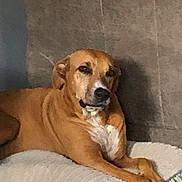 Bella is registered to the contest to win money with this photo: dog, brown_dog, pet, animal, lying_down, bed, indoor, relaxed, comfort, white_chest, canine, resting, fur, ears, snout, paw, domestic_animal, companion, home, couch