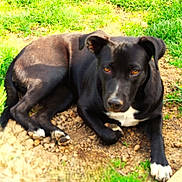 Lilly joined the competition — help win amazing prizes! dog, black_dog, white_markings, animal, pet, outdoor, grass, dirt, lying_down, paw, canine, nature, fur, ears, looking, closeup, summer, sunlight, ground, companion