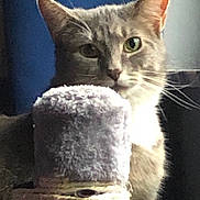 Fluffy joined the competition — help win amazing prizes! cat, pet, scratching_post, feline, indoor, animal, fur, whiskers, ears, green_eyes, closeup, curious, gray, white, soft_texture, background, light, shadow, focus, portrait