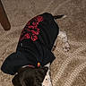 Rocky is registered to the contest to win money with this photo: puppy, dog, hoodie, black_clothing, carpet, indoor, pet, animal, toy, lying_down, playful, cute, spots, paws, tail, fur, relaxed, patterned_carpet, home, cozy