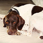 Rocky is registered to the contest to win money with this photo: dog, brown, white, spotted, pet, indoor, blanket, resting, curled_up, collar, animal, canine, fur, ears, floor, cozy, looking, laying, sleepy, domestic