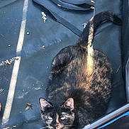 Shade joined the competition — help win amazing prizes! cat, tortoiseshell, animal, pet, feline, laying, fabric, sunlight, shadow, tail, ears, whiskers, black, brown, orange, texture, outdoor, relaxing, closeup, messy