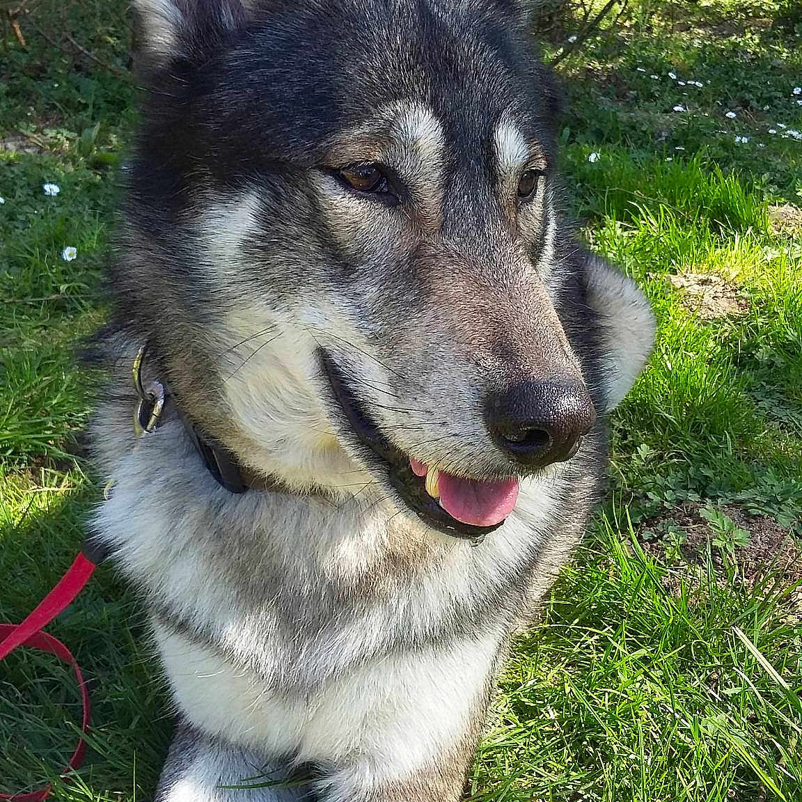 Eynock De La Louve Blanche