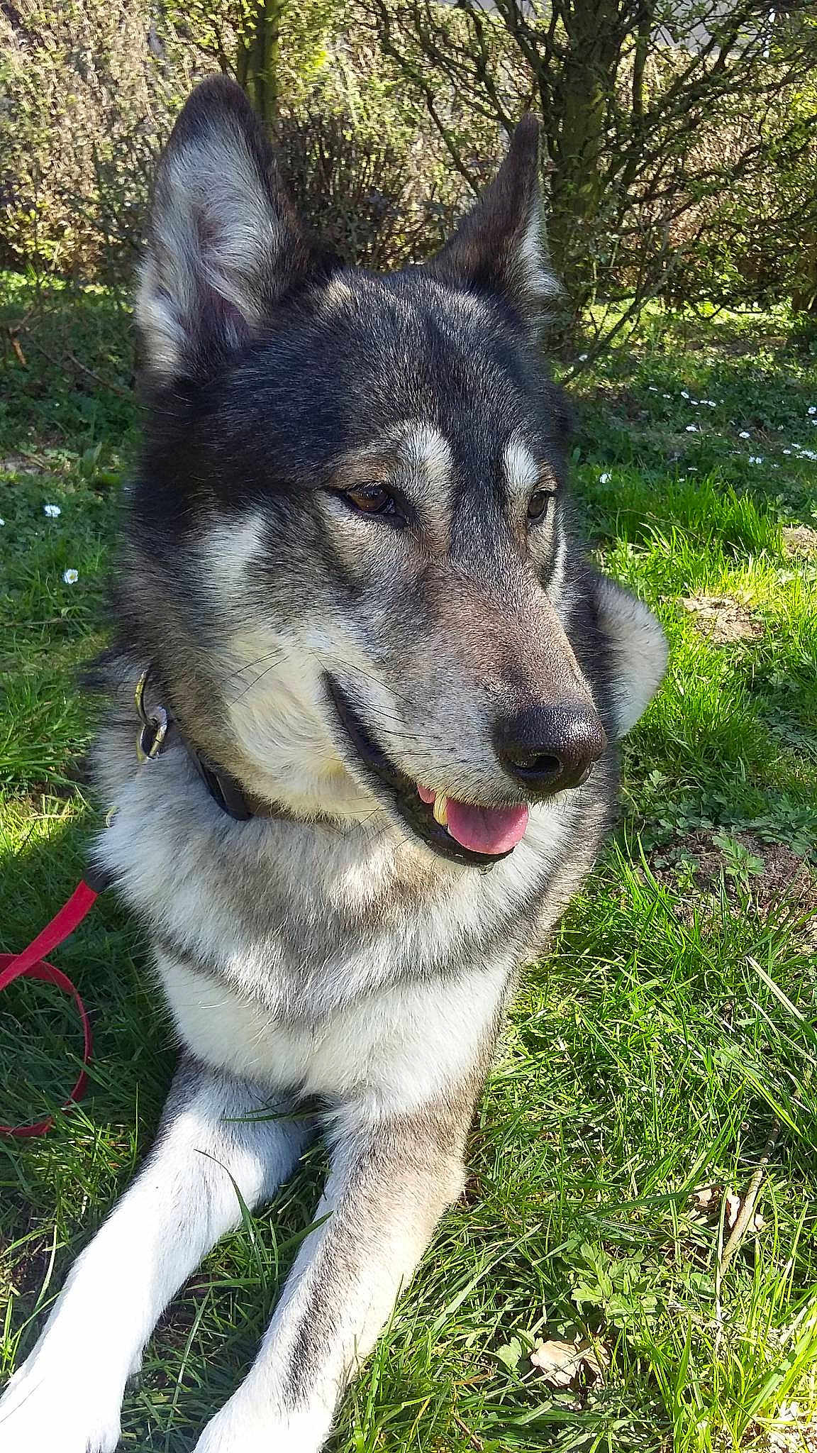 Eynock De La Louve Blanche