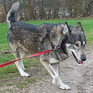 Ëynock De La Louve Blanche participe au concours pour gagner de l'argent avec cette photo :