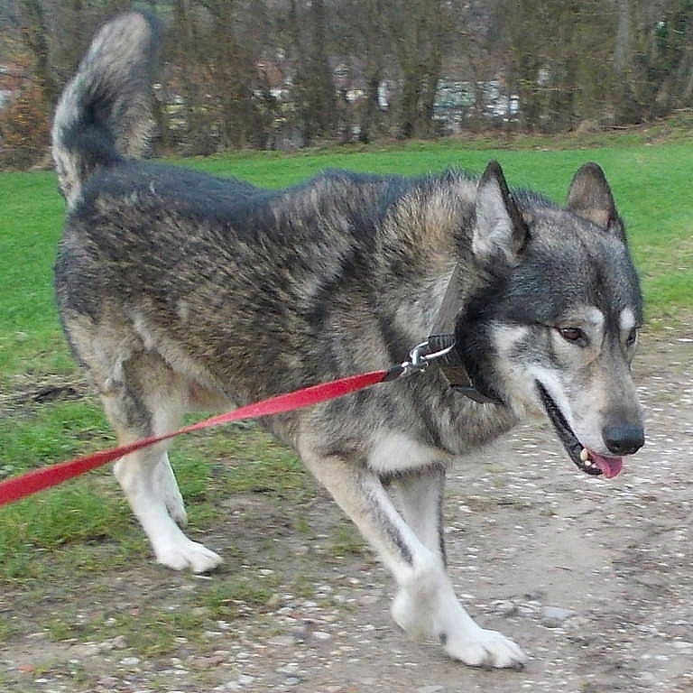 Ëynock De La Louve Blanche