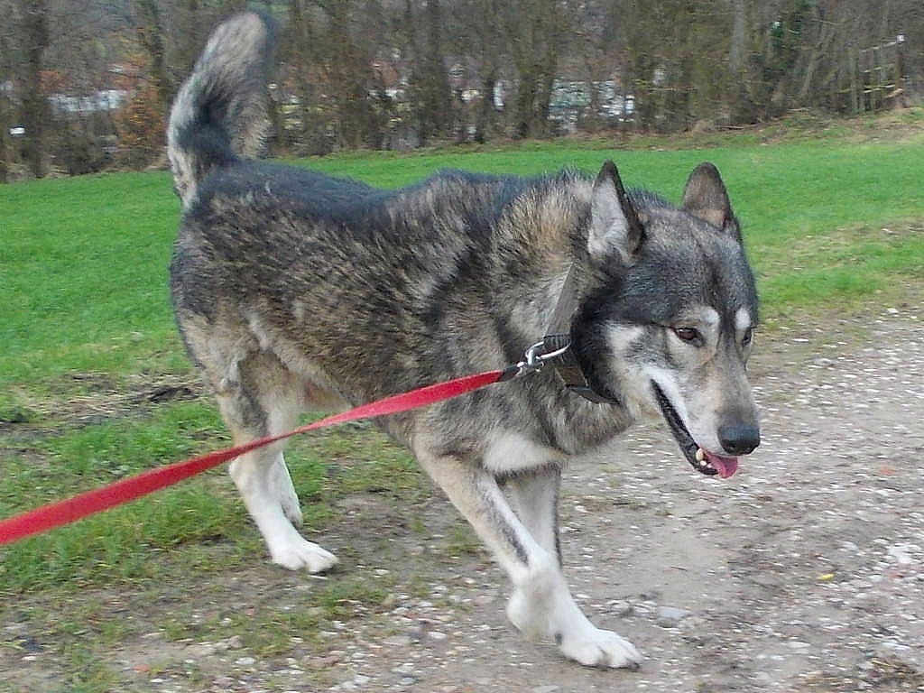 Ëynock De La Louve Blanche