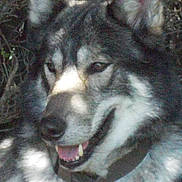 Ëynock De La Louve Blanche participe au concours pour gagner de l'argent avec cette photo :