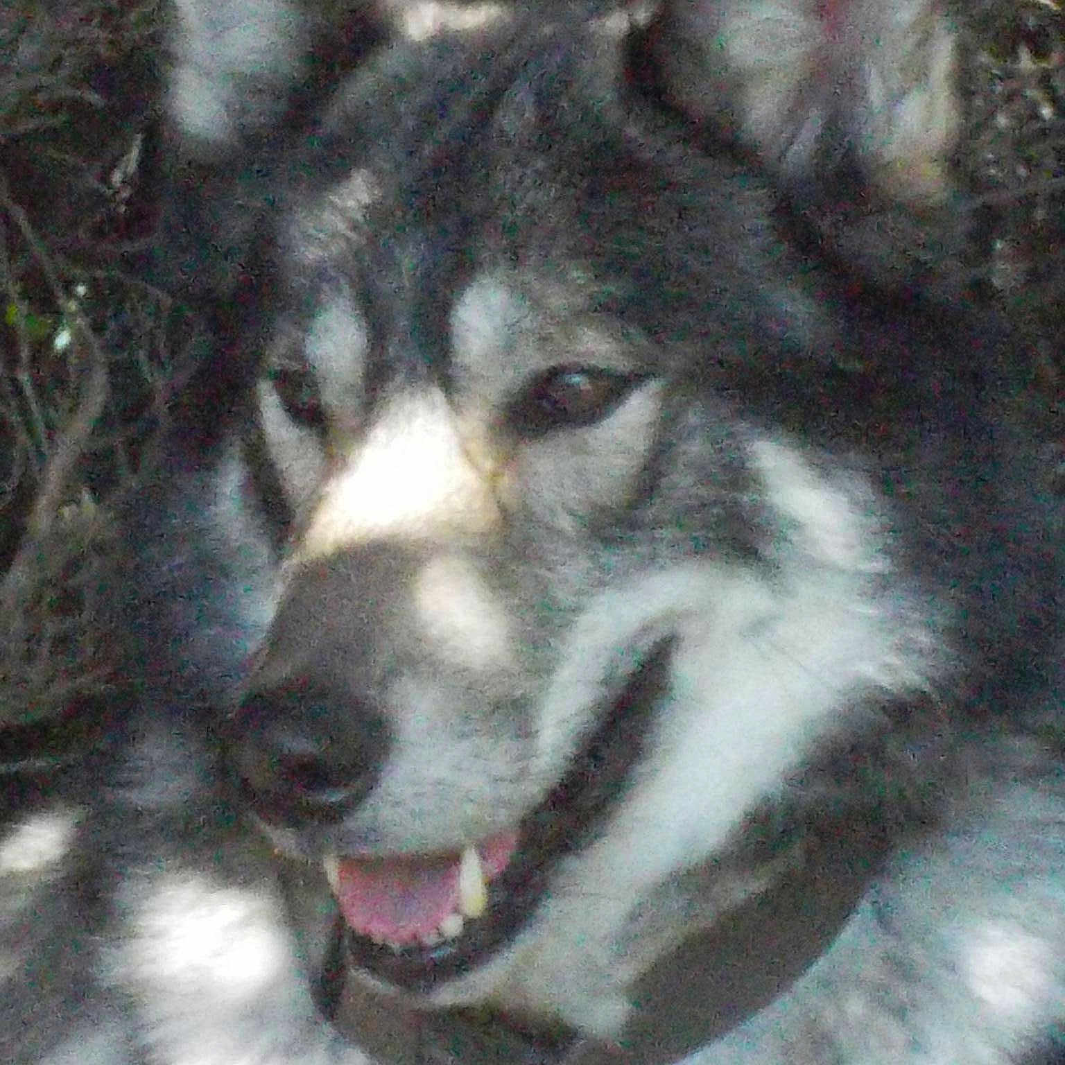 Ëynock De La Louve Blanche