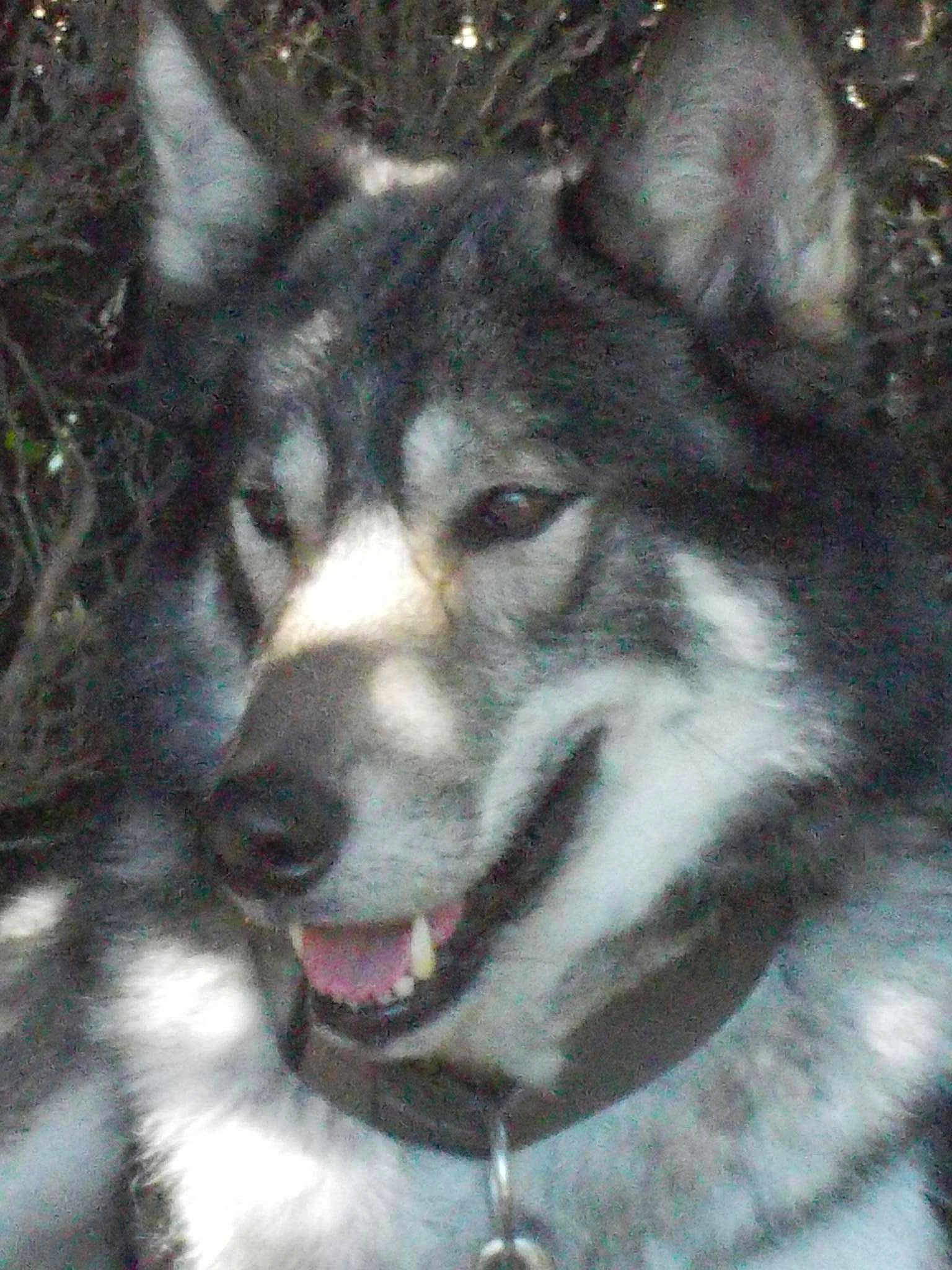 Ëynock De La Louve Blanche